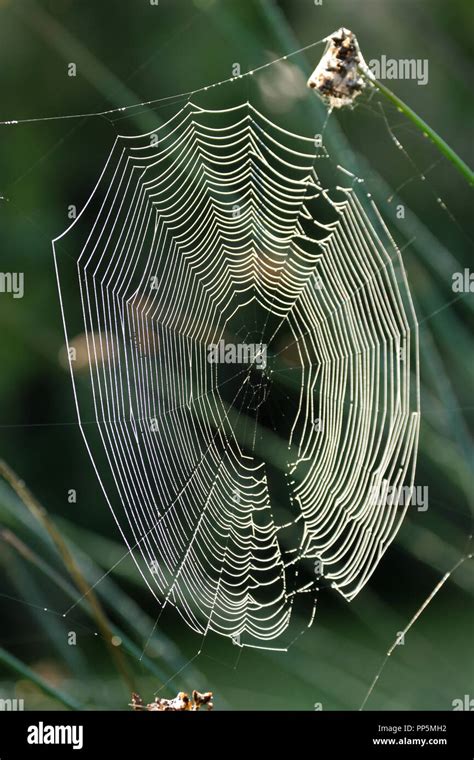 Morning Dew Cobwebs Stock Photo Alamy