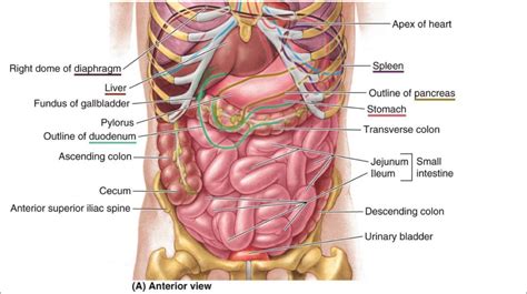 Abdominal Anatomy Of Organs Medical Illustration Shows A Front View