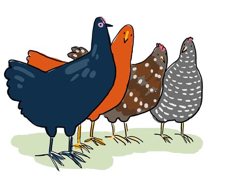 Hen Clipart Chicken Flock Hen Chicken Flock Transparent Free For