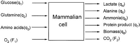 They are the largest and most prominent of all. Simplified diagram of material flows of growth and ...
