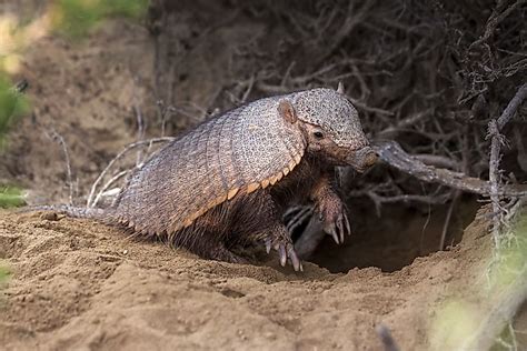 Animals That Live Underground