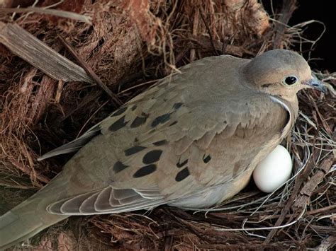 Do Mourning Doves Mate For Life Complete Guide Unianimal