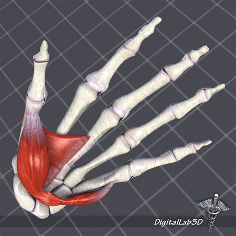 3d Human Hand Bone And Muscle Structure Cgtrader