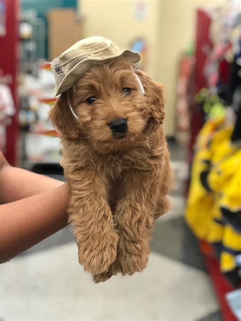 The goldendoodle is a cross between the purebred golden retriever and the standard poodle. Goldendoodle puppies for sale in Texas, Goldilocks ...