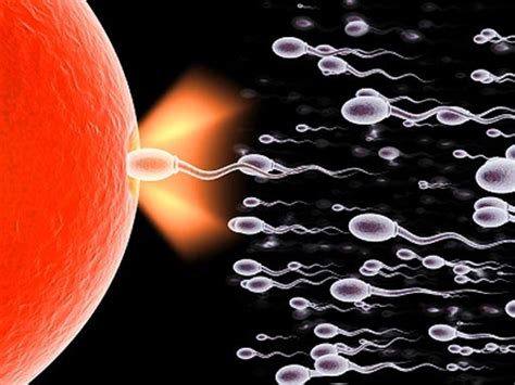 Sperm 15 Crazy Things You Should Know Cbs News