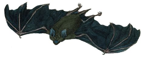 12 Bat Images Vintage Halloween The Graphics Fairy