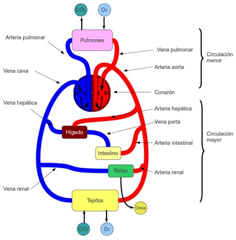 Esquema Del Sistema Circulatorio ¡fotos And Guía 2021