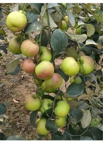 Full Sun Exposure Green Ball Sundari Apple Ber Plant For Fruits At Rs 20plant In North 24 Parganas