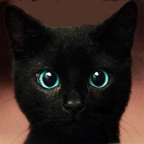 Black Cat With Beautiful Blue Eyes Art Adhered To Wood Or Etsy
