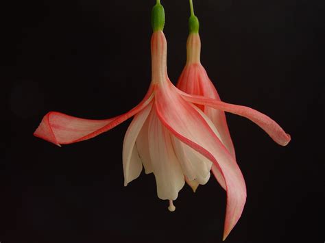 Maybe you would like to learn more about one of these? Free picture: pink, fuschia, dark, background