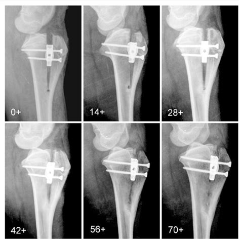 Radiographic Follow Up Mediolateral Radiographs Of The Stifle