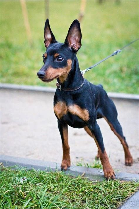 Outstanding Miniature Pinscher Puppy Information Is Readily Available
