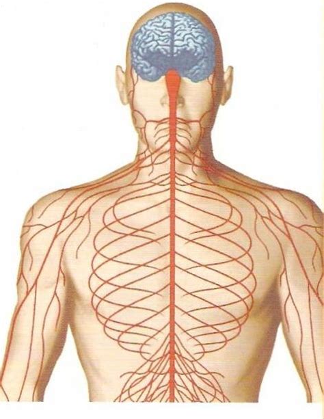 The central nervous system (cns) and the peripheral nervous system (pns). Label Respiratory System Diagram - ClipArt Best