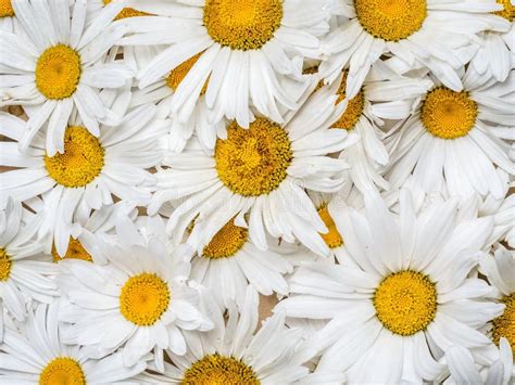 Marguerite Flowers Stock Photo Image Of Beams Blossom 31410280