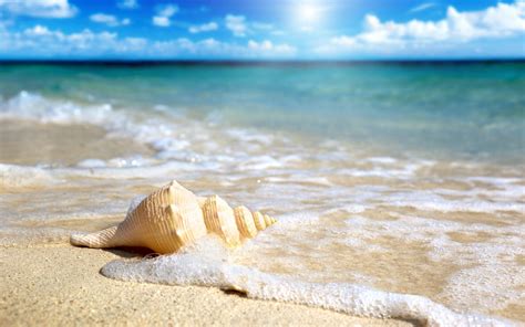 Free Download Shell On The Beach Wallpapers 2560x1600 1043388