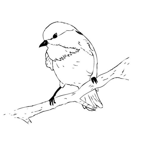 See the presented collection for chickadee coloring. Black-capped Chickadee Coloring Page | Bird coloring pages ...
