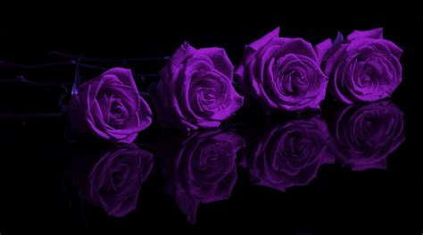 Purple Roses Wallpaper Desktop Background