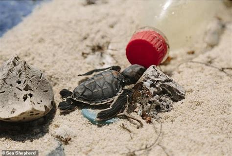 Harrowing Photos Show A Hatchling Turtle Trapped In A Plastic Bottle