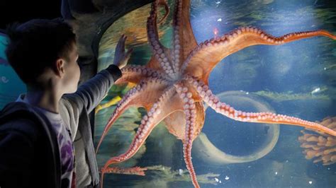 The New Sea Life Centre Birmingham Attraction The Octopus Hideout The