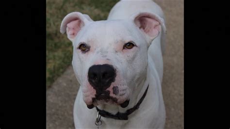 We did not find results for: Dogo Argentino Vs American Bulldog - Goldenacresdogs.com