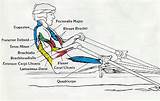 Core Muscles Rowing Photos