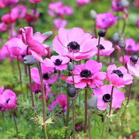 Anemone Rosea Bulbs Pink Anemone With Black Center Easy To Grow Bulbs