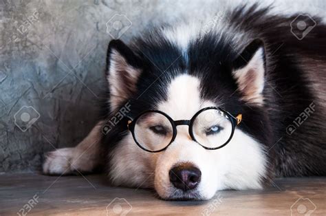 Risultati Immagini Per Husky With Glasses Cute Funny Animals Animals
