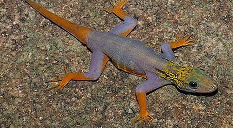 208 New Species Discovered In Greater Mekong