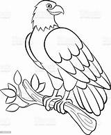 Bald Ausmalen Adler Wildvögel sketch template