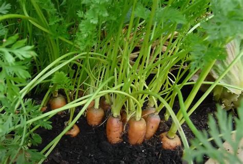 Carrots Growing Stages With Pictures Plant Life Cycle And Timeline