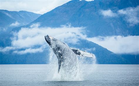 Whale Full Hd Wallpaper And Background Image 1920x1200 Id552749
