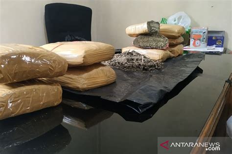 Polres Bukittinggi Amankan 95 Kg Ganja Dari Satpam Dan Residivis