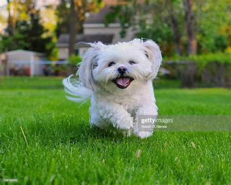 Shih Tzu High Res Stock Photo Getty Images