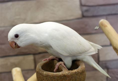White Quaker Parrot Whitequakerbabiesp