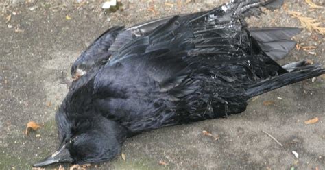 Pelalusa Dead Crow