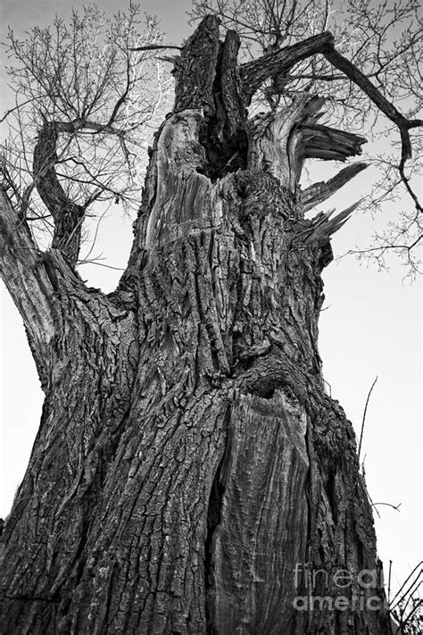 Gnarly Old Tree Photograph By Edward Fielding Fine Art America