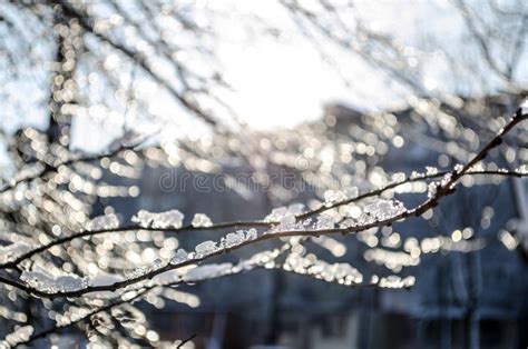 Sun Shining In An Ice Covered Park Stock Photo Image Of Beautiful