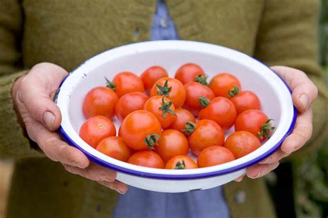 Growing Ring Culture Tomatoes Bbc Gardeners World Magazine