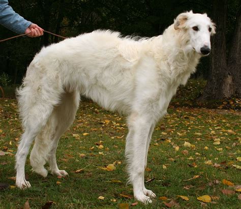 Borzoi Dog Breed History And Some Interesting Facts