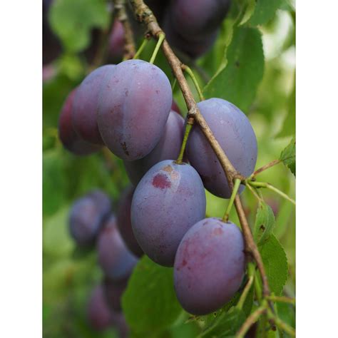 Check spelling or type a new query. Online Orchards Dwarf Italian Plum Tree Bare Root-FTPL001 ...