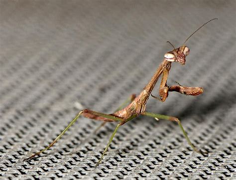 Small Praying Mantis Photo Mark Dreiling Photos At