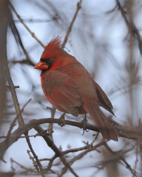 2010 03 14 Male Northern Red Cardinal Male Northern Cardin Flickr