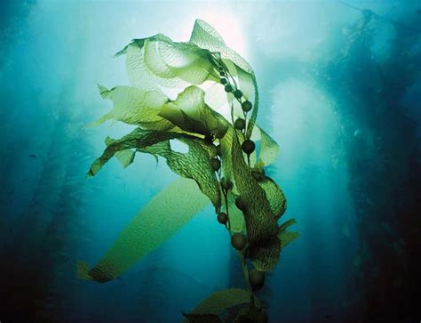 Kelp Wanted Pioneering The Seaweed Farm Of The Future New Scientist