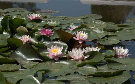 Wallpaper Leaves Garden Water Pond Swamp Lotus