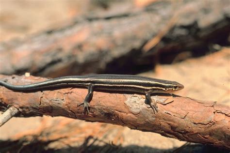 Are Skinks Poisonous To Cats Pets