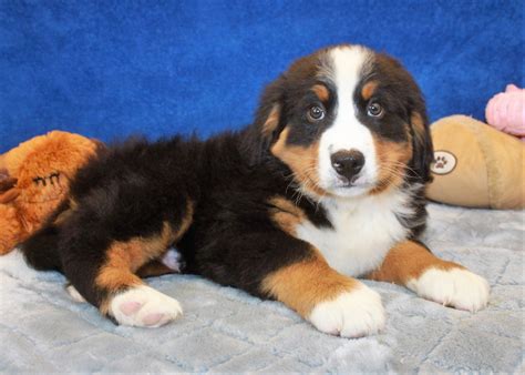 Bernese Mountain Dog Puppies For Sale Long Island Puppies