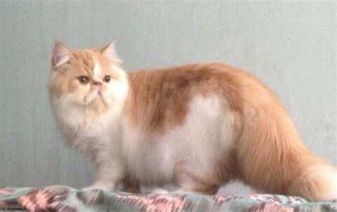 Terjual Jasa Pacak Kucing Persia Pejantan Peaknose Extreme Longhair