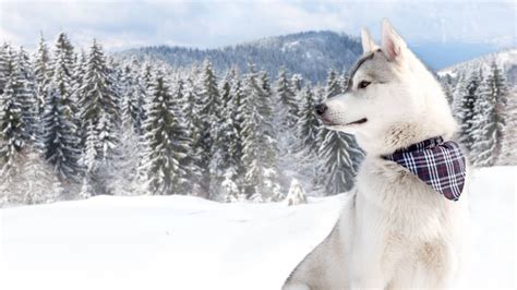 Husky During Winter Dogs Not Only Have An Incredibely Precise Sense