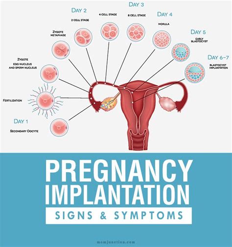 8 Early Signs And Symptoms Of Pregnancy Implantation Early Pregnancy