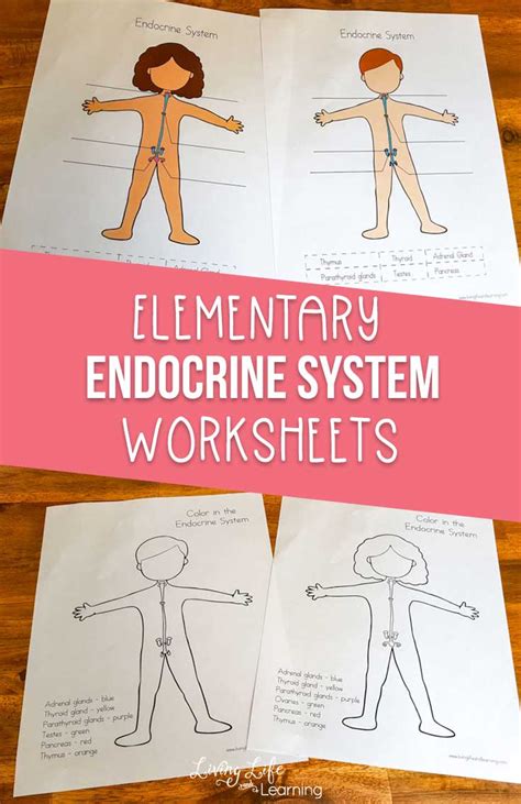 Endocrine Glands Worksheet